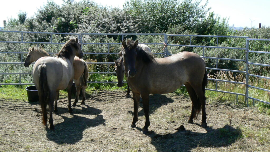 Lees meer over het artikel Wat is Liefde? De paarden van de Landtong Rozenburg vertellen het.