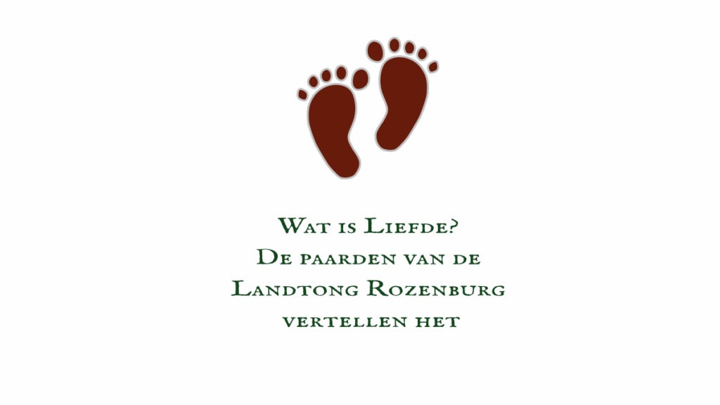 Lees meer over het artikel Wat is Liefde? De paarden van de Landtong Rozenburg vertellen het.